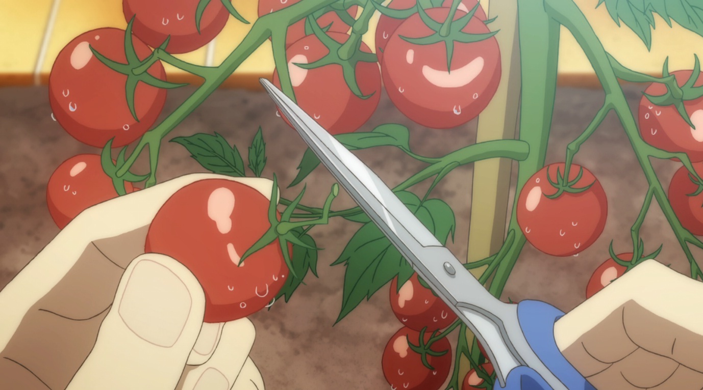 Mercado de Gyoshi Ep_1_Harvesting_Tomatoes