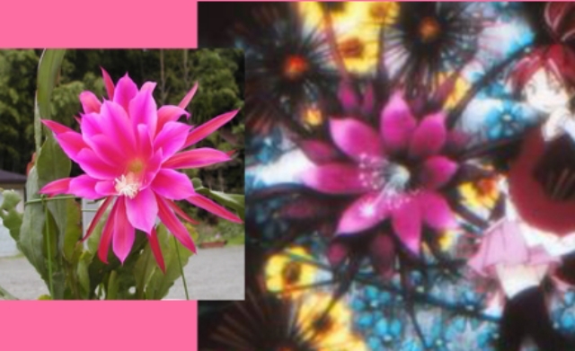 File:Rebellion - Language of Flowers - Kyouko - Epiphyllum.jpg