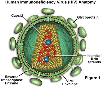 File:HIV virus.jpg