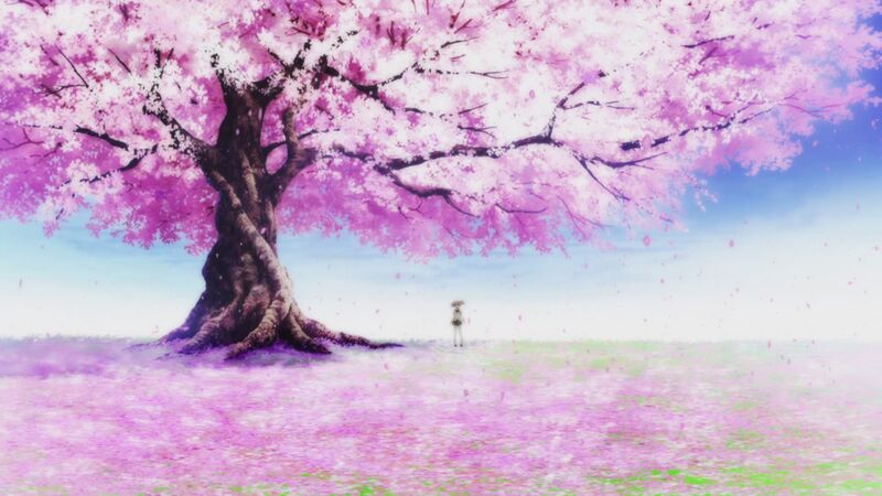 File:Mo cherry blossom.jpg