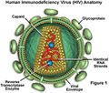 HIV virus.jpg